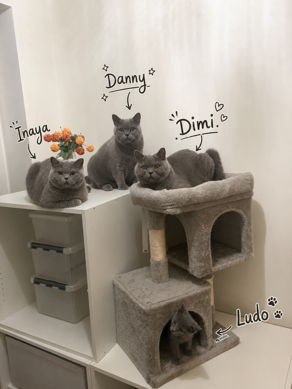 Inaya, Danny, Dimi en Ludo — vier grijze katten bij elkaar op een kast en een krabpaal in de praktijk